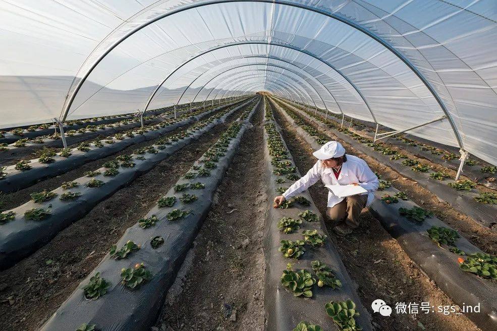 orig agri engineer in a greenhouse.jpg 图片